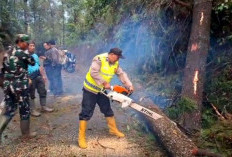 Jalur Paninggaran–Kajen Kembali Lancar Usai Pohon Pinus Tumbang, Begini Kondisi Terkininya