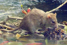 Bahaya Leptospirosis Mengintai Saat Musim Hujan Berisiko Komplikasi Hingga Kematian, Simak Cara Pencegahannya!