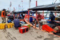Ironi MBG di Kabupaten Pekalongan: Potensi Ikan Melimpah, Tapi Masuk Menu Masih Rendah