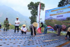 Polres Pekalongan Dukung Swasembada Bawang Putih, 2.000 Meter Persegi Lahan di Petungkriyono Mulai Ditanami