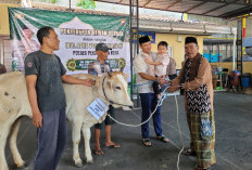 Tebar Kepedulian Iduladha 1447 H, Polres Pekalongan Kota Salurkan Hewan Kurban untuk Masyarakat