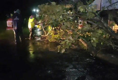 Polsek Sragi dan Warga Evakuasi Pohon Tumbang di Desa Wonosari