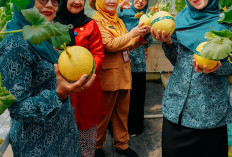  Manisnya Panen Melon Intanon di Dinperpa Kota Pekalongan, Langkah Nyata Perkuat Ketahanan Pangan Lokal!