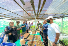Urban Farming Pekalongan Naik Kelas, Kelompok Tani Kembangkan Produk Bernilai Jual