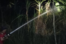 Kebun Tebu di Kajen Terbakar Diduga Akibat Api Pembakaran Sampah, Tiga Lahan Warga Terdampak