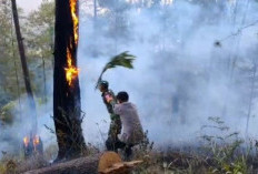 Dikepung Asap dan Berdiri di Lereng Curam, Petugas Nekat Kibaskan Dahan Demi Jinakkan Api di Hutan Petungkriyo