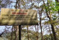 Dulu Hutan Mendolo Diburu Orang Luar, Kini Warga Bikin Aturan Keras: Semua Satwa Tak Boleh Diburu!