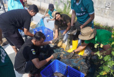 Mengancam Ikan Lokal hingga Rusak Tanggul, Ikan Sapu-sapu di Sungai Batang Dimusnahkan dengan Cara Dibakar