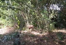 Polsek Karangdadap Evakuasi Kerbau Mengamuk yang Hilang Selama 2 Hari