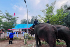 Semarak HUT RI, Beach Safari Batang Hadirkan Upacara Unik Bersama Satwa