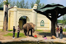 Semarak Hari Kartini, Gajah Kartini Jadi Daya Tarik di Beach Safari Batang