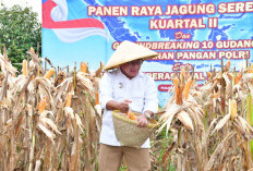 Plt. Bupati Pekalongan Sukirman Apresiasi Sinergi Polri dan Petani dalam Panen Raya Jagung di Doro