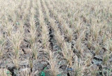 Kemarau Panjang, Sawah 5 Hektare di Desa Kulu Terancam Gagal Panen