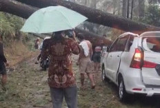 Enam Pohon Pinus Tumbang di Paninggaran, Mobil Putih Ringsek Tertimpa, Jalur Provinsi Tertutup