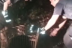 Lutung Jawa Langka Muncul di Kedungwuni, Damkar Pekalongan Evakuasi dan Lepasliarkan ke Hutan Linggoasri