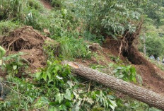 Tanpa Hujan dan Angin, Longsor Tutup Jalur Curugmuncar–Songgodadi, 5 Pohon Pinus Ikut Roboh