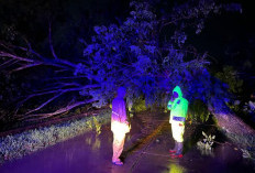 Jalur Sragi-Bojong Lumpuh Akibat Pohon Tumbang