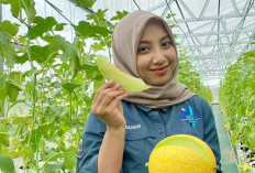 Sulap Lahan Desa, Pemdes Depok Kandeman Batang Sukses Hadirkan Wisata Petik Melon