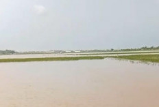 Ratusan Hektar Sawah di Kecamatan Kandeman Batang Puso Terendam Banjir 