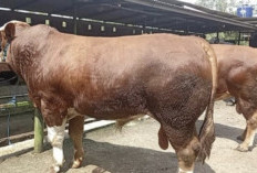 Peternak Batang Pasok Sapi Kurban 900 Kg untuk Presiden, Harga Tembus Rp100 Ribu per Kg