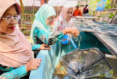 Lahan Sempit, UF.PI Krapyak Kembangkan Usaha Pangan hingga Produk Olahan