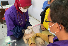 Waduh, Kabupaten Batang Krisis Tenaga Dokter Hewan