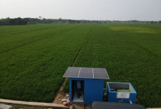 Pemkab Pekalongan Tetapkan 17.261,97 Hektare LP2B, Sawah Dilindungi untuk Perkuat Lumbung Pangan Jateng