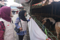 Pemkot Pekalongan Pastikan Stok Hewan Kurban Aman dan Harga Stabil Jelang Iduladha