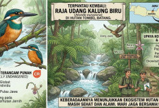 Burung Raja Udang Kalung Biru yang Terancam Punah Kembali Terpantau di Hutan Tombo Batang