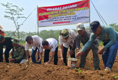 Purnawirawan TNI di Batang Tetap Produktif, Tanam 6.500 Batang Cabai Dukung Ketahanan Pangan