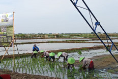 Enam Tahun Tak Produktif Akibat Rob, Lahan Pesisir Batang Bangkit Lewat Program Bio Salin