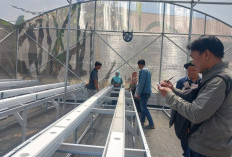 Wawali Balgis Dorong 8 Kelompok Tani Kembangkan Melon Premium
