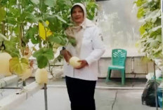 Panen Melon Kirana di Pekalongan Jadi Peluang Produktif Pertanian Perkotaan