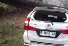 24 Pohon Pinus Tumbang di Paninggaran, Avanza Tertimpa hingga Rusak
