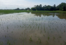 423 Hektar Sawah di Kabupaten Pekalongan Terendam Banjir, Petani Terancam Gagal Panen