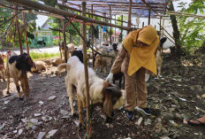 Dispaperta Batang Tingkatkan Pemeriksaan Hewan Kurban Jelang Idul Adha, Tiga Sapi Terindikasi PMK