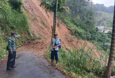 Diterjang Longsor Tengah Malam, Jalan Poros Desa Depok Lebakbarang Putus Total, 3 Kandang Sapi Hanyut