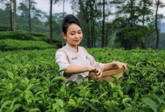 Amandaru Hotel Pekalongan Hadirkan Signature Matcha Dari Daun Teh Lokal Pagilaran Batang