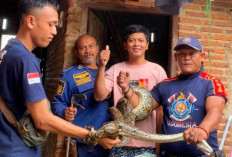 Evakuasi Ular di Pekalongan Naik Drastis, Damkar Tangani 70 Kasus dalam 3 Bulan