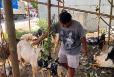Jelang Iduladha, Pedagang Kambing di Batang Keluhkan Penjualan Sepi Meski Harga Stabil