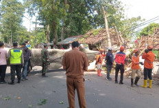 Pohon Randu Tua di Wonopringgo Tumbang, 2 Orang Terluka, Beberapa Warung Rusak