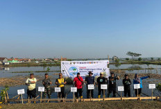 Dukung Hari Lingkungan Hidup Sedunia 2026, PT BPI Siapkan 30.000 Bibit Mangrove untuk Kawasan Pesisir Batang