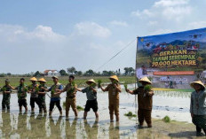Kemarau Panjang Mengancam Tanam Padi, DKPP Kabupaten Pekalongan Genjot Produksi dengan Intervensi Kementan