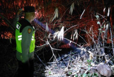 Kebakaran Lahan 2 Hektare di Sumurjomblangbogo Pekalongan, Api Cepat Merembet di Tengah Gelap Malam