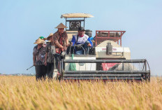 Antisipasi Dampak Puso, Pemprov Jateng Bentengi 10 Ribu Hektar Sawah dengan Asuransi*