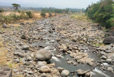 Debit Bendungan Anjlok, 2.773 Hektare Sawah di Pekalongan Terdampak
