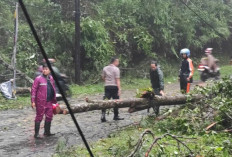 Jalur Pekalongan-Banjarnegara Terhambat Akibat Pohon Tumbang