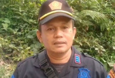 Dua Macan Terpantau di Hutan Mendolo Pekalongan, Perhutani Sterilisasi Kawasan dan Perketat Patroli