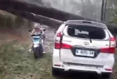 Mobil Avanza Ringsek Tertimpa Pohon Pinus di Jalur Pegunungan Paninggaran Pekalongan