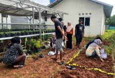Mahasiswa KKN Unikal Bangun Taman TOGA sebagai Apotek Hidup Warga Desa Kedungjaran Sragi